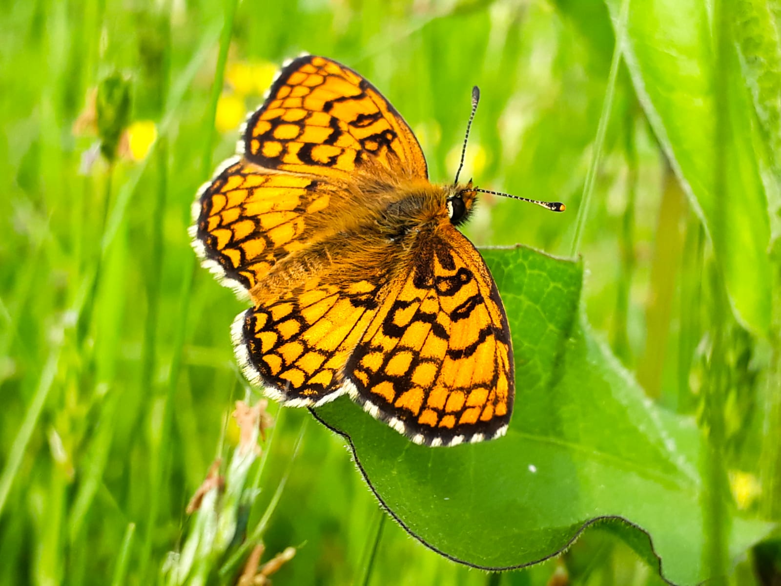 Melitaea athalia o ornata ?  Melitaea nevadensis